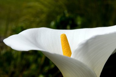 Beyaz cala lily çiçek