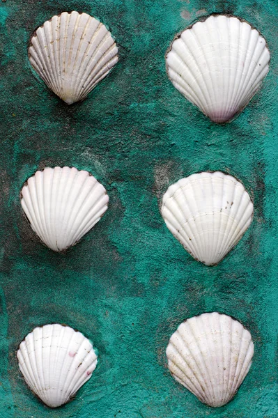 Mur coquillages blancs — Photo