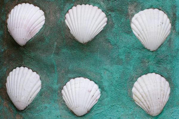 Muro de conchas blancas — Foto de Stock