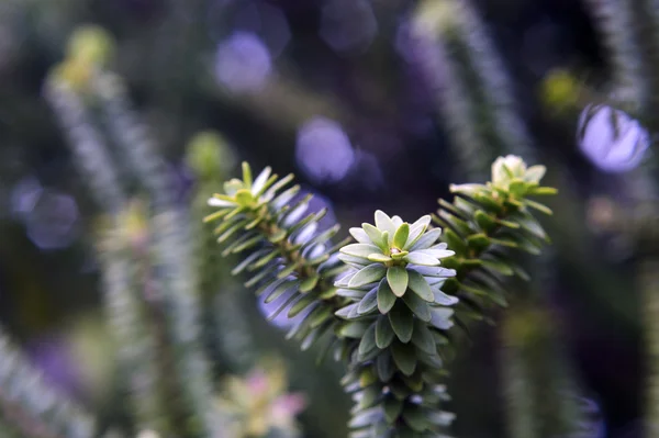 Close up of a plant — Stock Photo, Image
