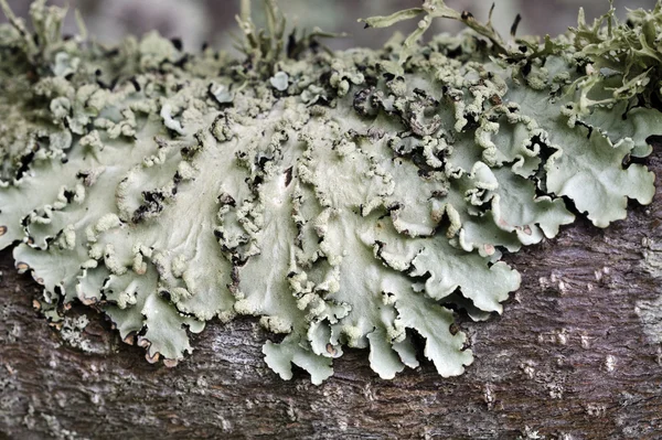 一棵树上的真菌 — 图库照片