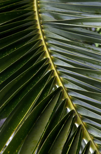 Rama de una palmera — Foto de Stock