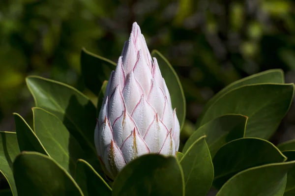 Fehér king protea virág — Stock Fotó