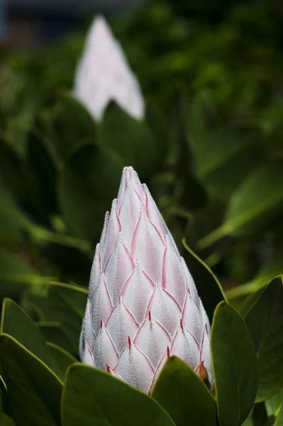 Fleur de protéa roi blanc — Photo