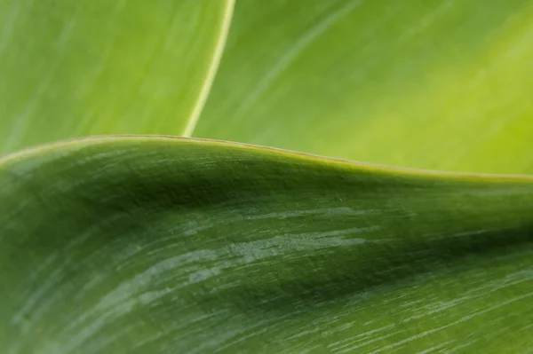 식물의 근접 사진 — 스톡 사진