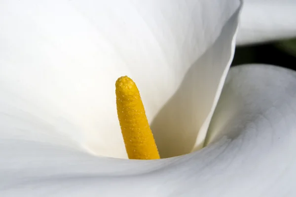 Cala Lily fleur blanche — Photo