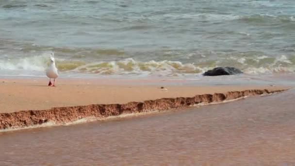 Due gabbiani passeggiano sulla spiaggia — Video Stock