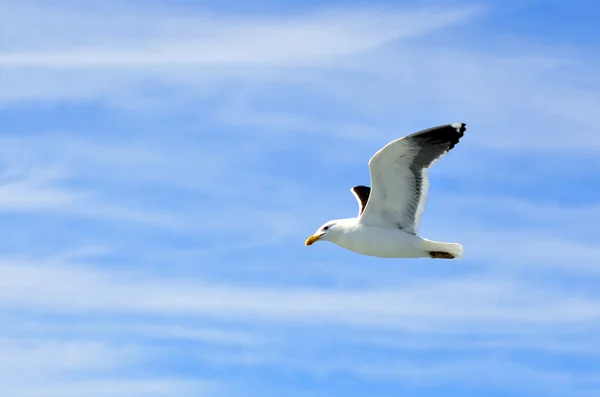 Mås flyger i himlen över havet — Stockfoto