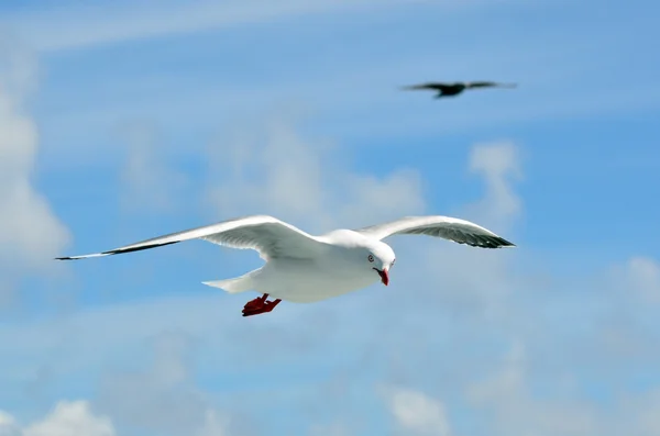 Seagull fly above the sea — Stock Photo, Image