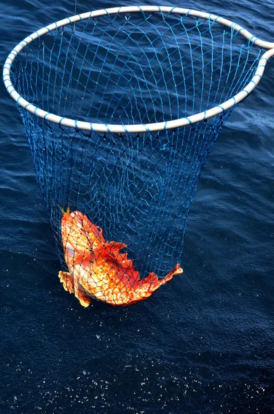 Safari de pesca en Nueva Zelanda —  Fotos de Stock