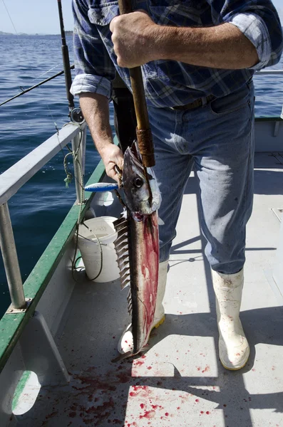 Halászati szafari, Új-Zéland — Stock Fotó