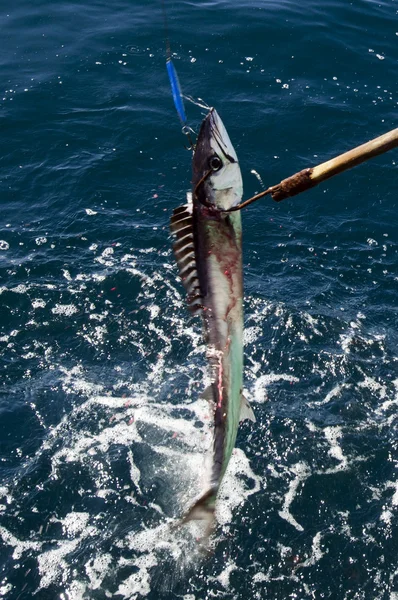 Fiske safari i Nya Zeeland — Stockfoto