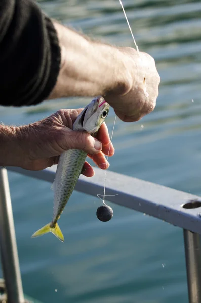 Safari de pesca na Nova Zelândia — Fotografia de Stock