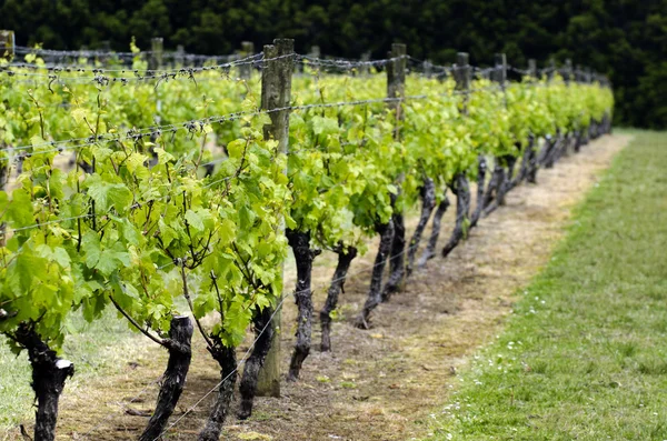 Wijngaard in Nieuw-Zeeland — Stockfoto