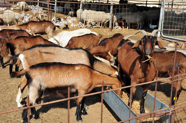 Козья ферма — стоковое фото