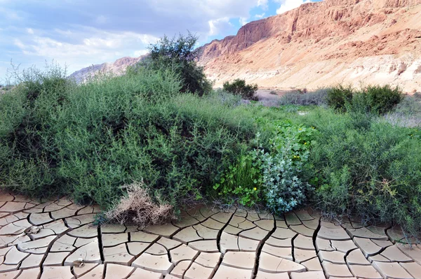 Terra seca no deserto — Fotografia de Stock