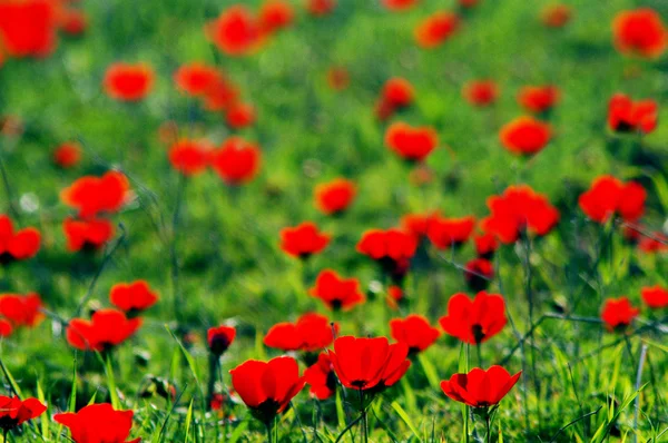 Blossoming red anemone flowers — Stock Photo, Image