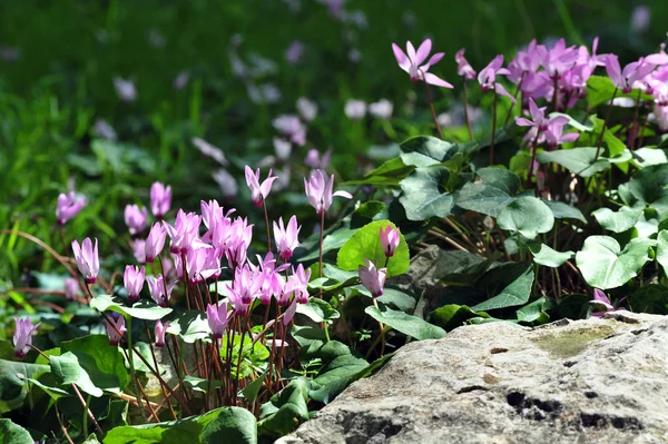 Fiori di ciclamino — Foto Stock