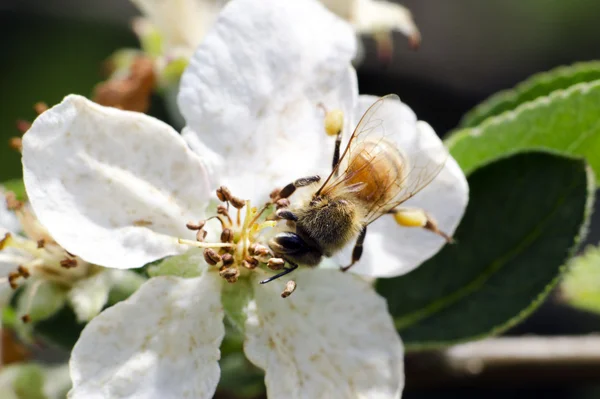 Honungsbiet samla nektar — Stockfoto
