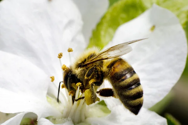 Abeja recolectora de néctar —  Fotos de Stock