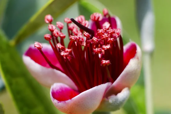 Guava treblomst – stockfoto