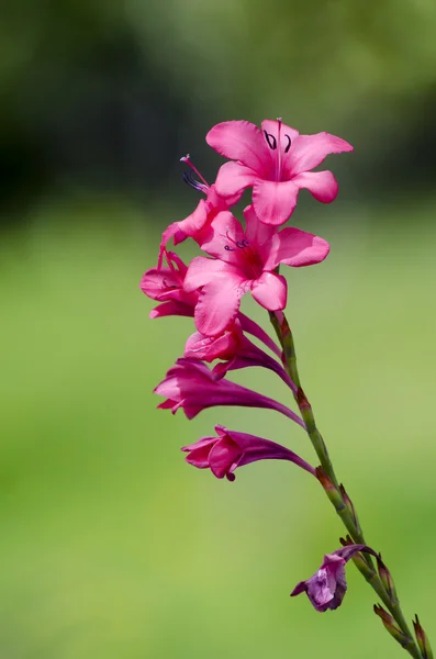 Gladiole fleur — Photo