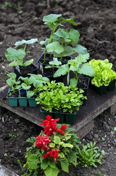 Huis Tuin — Stockfoto