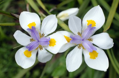 iki hafta lily, dietes iridioides