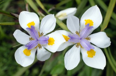 Fortnight Lily, Dietes iridioides clipart