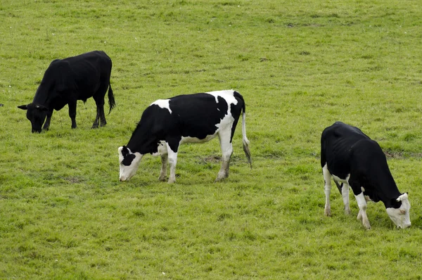 Melkveehouderij — Stockfoto