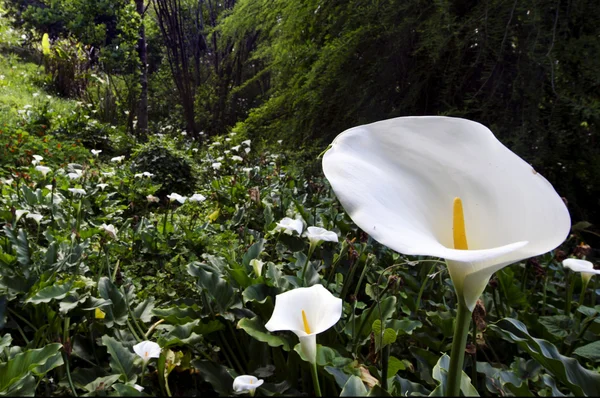 Lírio branco calla — Fotografia de Stock