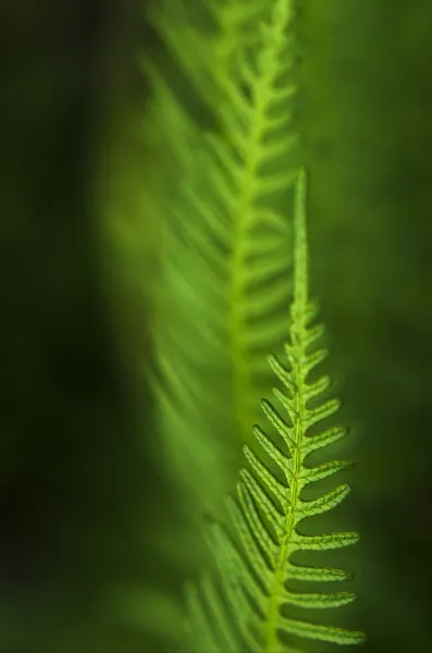 新西兰蕨 — 图库照片
