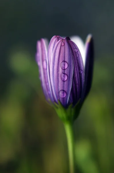 Rocía una flor púrpura — Foto de Stock