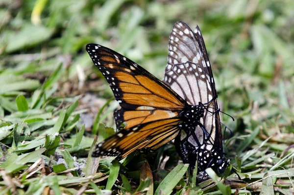 Monarch motýl páření — Stock fotografie