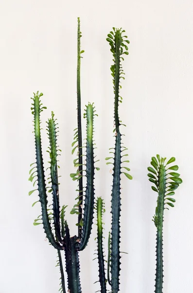 Kaktus roślin — Zdjęcie stockowe
