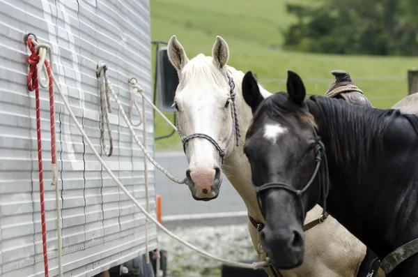 Rodeo — Stok fotoğraf