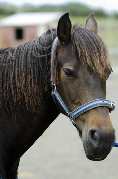 Rodeo — Stockfoto