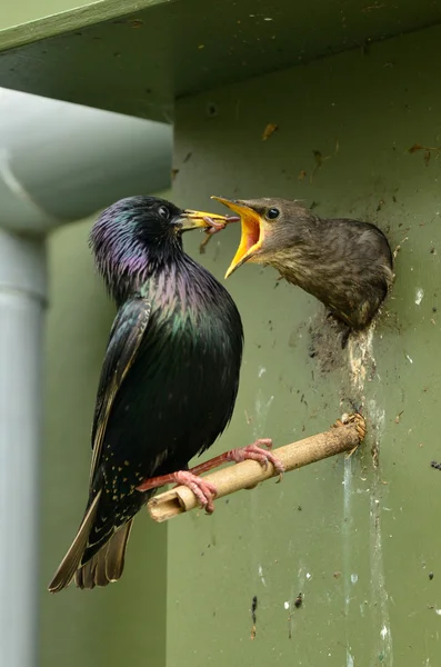 Birdhouse en el jardín del hogar — Foto de Stock