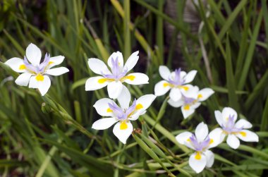 Fortnight Lily, Dietes iridioides clipart
