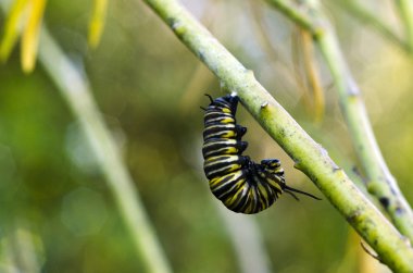 Monarch kelebek tırtıl