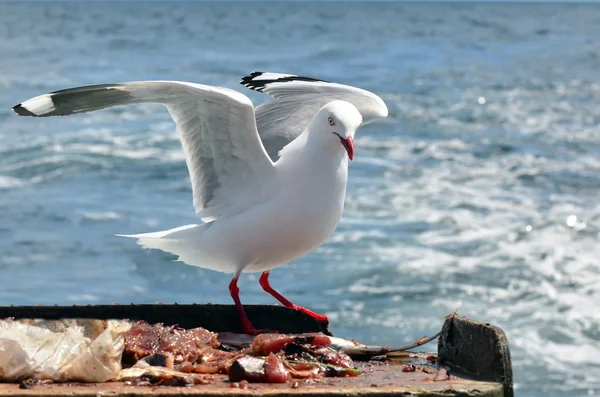 Måsen flyger över havet — Stockfoto