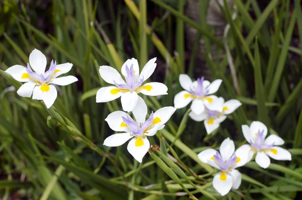 Fortnight Lily, Dietes iridioides — Stock Photo, Image