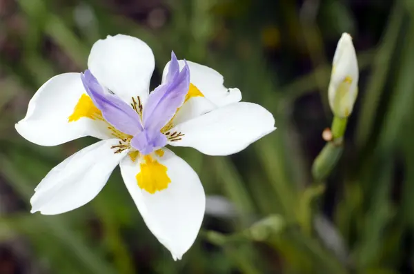 Fortnight Lily, Dietes iridioides — Stock Photo, Image