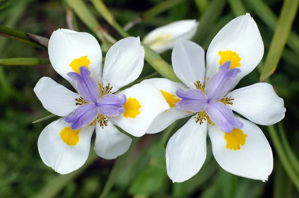 2 주일간 릴리, Dietes iridioides — 스톡 사진