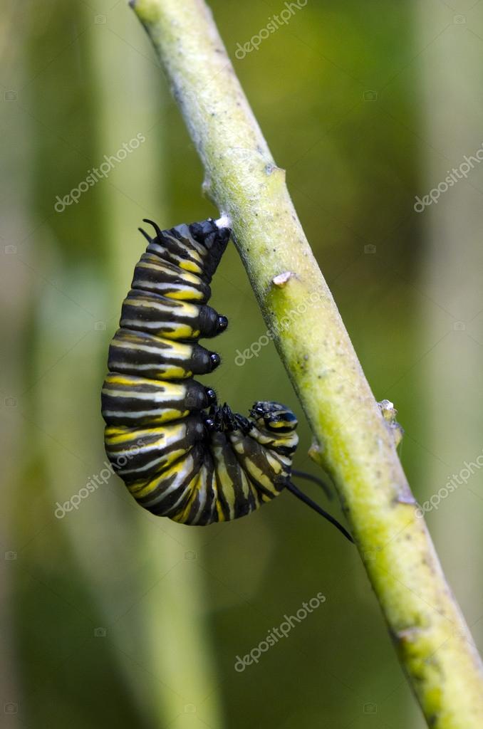 Monarch Butterfly Larvae Stock Photo By ©HHelene 164092922, 41% OFF