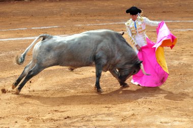 Boğa-plaza de toros bull ring mexico City'de mücadele