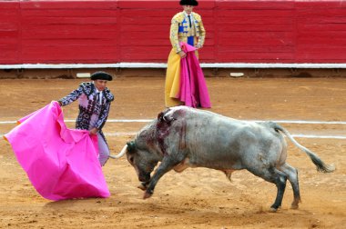 Boğa-plaza de toros bull ring mexico City'de mücadele