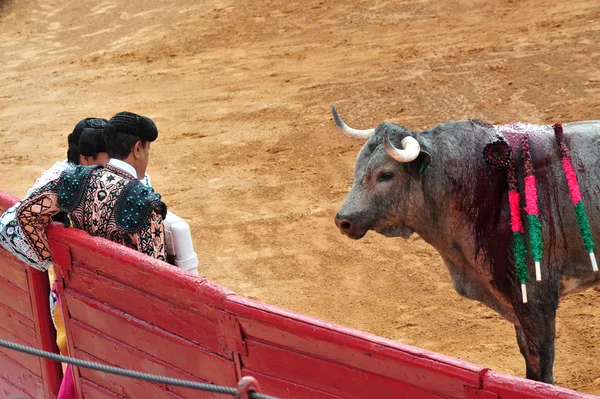 Byk walka w plaza de toros bull ring Meksyk — Zdjęcie stockowe