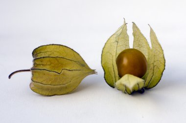 Groundcherries - Physalis