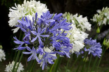 gece mavisi Agapanthus çiçeği